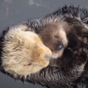 Meet your Posher, Ellery